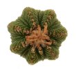 AZTEKIUM ritteri, 1,2 - 2 cm, 6,5 cm pot, 9 x SEEDLINGS