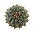 STROMBOCACTUS corregidorae VM 974, Maconi, Barranca del Infernillo,1500 m, Mex., 1000 seeds