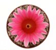 NOTOCACTUS submammulosus f. red flower, 8 cm pot, mother SEEDLING