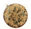 HOMALOCEPHALA texensis cv. Anayami, 5 cm pot, grafted
