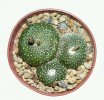 BLOSSFELDIA pedicellata, 6 cm pot, 5 x seedlings