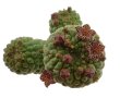 TRICHOCAULON similis, 5 cm pot, seedling