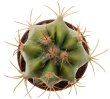 ECHINOCACTUS parryi f. variegate