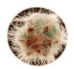 CIPOCEREUS crassisepalus