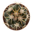 DISCOCACTUS petr-halfari MH 725, SEEDLING