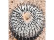 COPIAPOA columna - alba GCG 15008b, SEEDLING