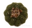 COPIAPOA hypogea cv. Lizard skin, 4 - 5 cm SEEDLING