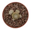 COPIAPOA laui, SEEDLING