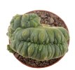 LOPHOPHORA alberto-vojtechii f. cristata, 6 cm pot, grafted