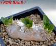 PACHYPODIUM brevicaule, 10 cm pot, SEEDLING