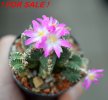 AZTEKIUM valdezii GCG 10893, clone D, own roots, 5,5 cm pot, rooted offset
