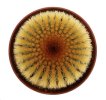 UEBELMANNIA pectinifera var. eriocactoides RNK 100, 10km N of Curimataí, Mg., 5 cm pot, SEEDLING