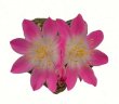 AZTEKIUM valdezii GCG 10893, own roots, 5 cm pot, 1,7 cm SEEDLING