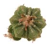 AZTEKIUM ritteri f. rotundum GCG 10005, El Barreal, 5 cm pot, 3 pcs. SEEDLINGS