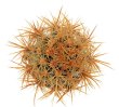 ECHINOCEREUS lindsayi f. yellow spines, clone nr. 4, grafted