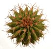 UEBELMANNIA buiningii f. green RNK 55, 6,5 cm pot, 4 pcs. SEEDLINGS