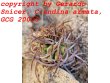 COPIAPOA andina armata II. GCG 20000, E of Punta Colorada, 2 pcs. SEEDLINGS