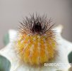 UEBELMANNIA pectinifera var. inhaiensis n.n. RNK 11 f. Aurea, Boa Vista, Inhaí, grafted plant