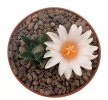 ARIOCARPUS bravoanus VM 288, f. white flower, F3 gener., 5 cm pot, SEEDLING