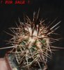 COPIAPOA bridgesii PTT02 (APT), Cerro Chanaral, 5 cm pot, SEEDLING