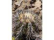 COPIAPOA echinoides f. aureo - armata GCG 16868, 5 cm pot, SEEDLING