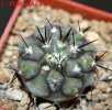 COPIAPOA columna - alba GCG 15015,  L35 entronque 2., intermediate to C. cinerea