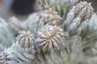 EUPHORBIA abdelkurii, 7 cm pot, rooted offset from crest