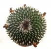 PELECYPHORA pseudopectinata cv. Barbora, 2,3 cm, grafted offset