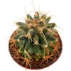 ASTROPHYTUM caput - medusae + Ferocactus glaucescens, chimera, clone S1