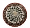DISCOCACTUS horstii, 7 seeds