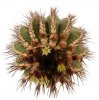 UEBELMANNIA pectinifera var. pseudopectinifera RNK 39, Trinta Réis, 1,5  -  2,5 cm, SEEDLING