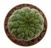 TRICHOCAULON similis,  2,1 cm, SEEDLING