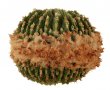 AZTEKIUM ritteri f. cristate, 3,3 cm, grafted offset