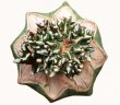 ARIOCARPUS kotschoubeyanus f. monstrosa, 2,2 (1,5) cm, grafted offset