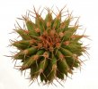 UEBELMANNIA buiningii f. green RNK 55, Tromba d´Anta, 2,3 cm, SEEDLING