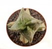 WHITESLOANEA crassa, 2,5 cm, grafted offset