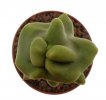 LOPHOCEREUS schottii f. monstrose, 8 cm, rooted offset