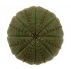EUPHORBIA obesa, pot 8 cm, 3 PIECES, 3x SEEDLINGS