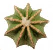 AZTEKIUM hintonii, 3,5 cm pot