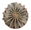 GEOHINTONIA mexicana, 2,2 cm