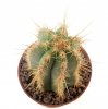 PIERREBRAUNIA brauniorum ex Neirick ex Zahra, clone 1, rooted offset