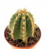 PIERREBRAUNIA brauniorum ex Neirick ex Zahra, clone 1, rooted offset