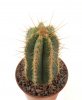 PIERREBRAUNIA brauniorum ex Neirick ex Zahra, clone 1, rooted offset
