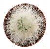 CREMNOCEREUS albipilosus, pot 6cm