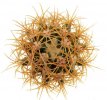 FEROCACTUS johnstonianus,  pot 6,5 cm, rooted offset