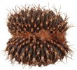 UEBELMANNIA buiningii f. cristate, 8,5 x 7,5 cm