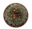 ARIOCARPUS kotschoubeyanus var. albiflorus, 100 seeds