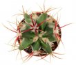 FEROCACTUS haematacanthus clone 2
