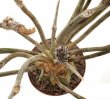 ASTROPHYTUM caput - medusae, 10 plants, 2 - 3 years old