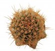 JASMINOCEREUS thouarsii var. sclerocarpus clone 1, Isabela, Galapagos